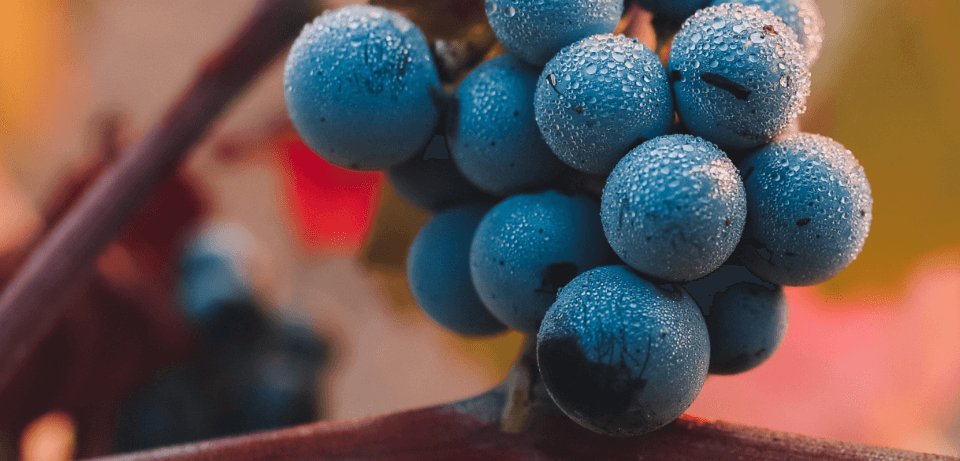 Les produits de bouche - Salon du vin de Malmedy - photo 12