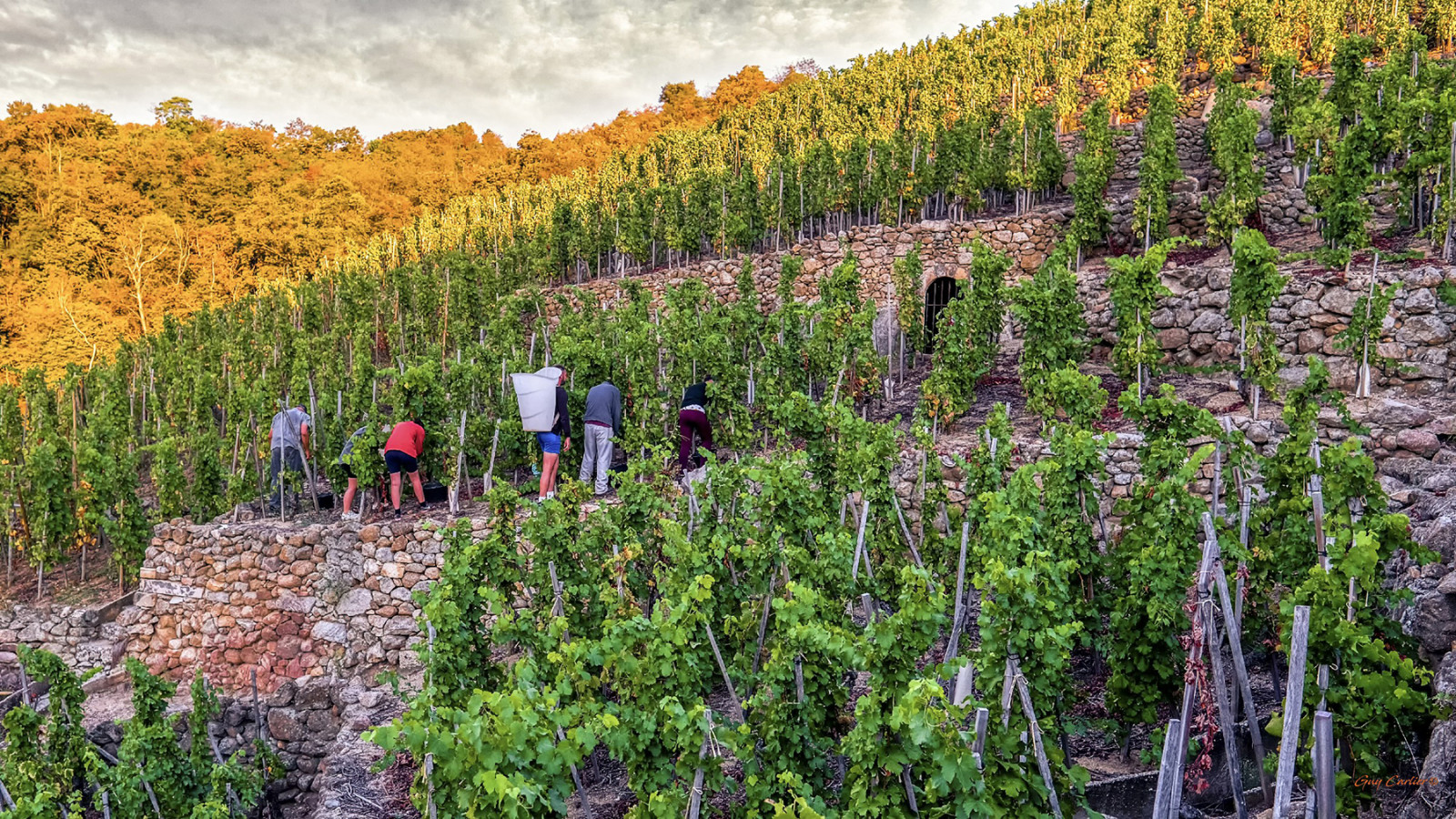 Domaine Christophe Pichon à Condrieu, St Joseph, Côte-Rôtie, Cornas, Côtes-du-Rhône - Les viticulteurs - photo 3