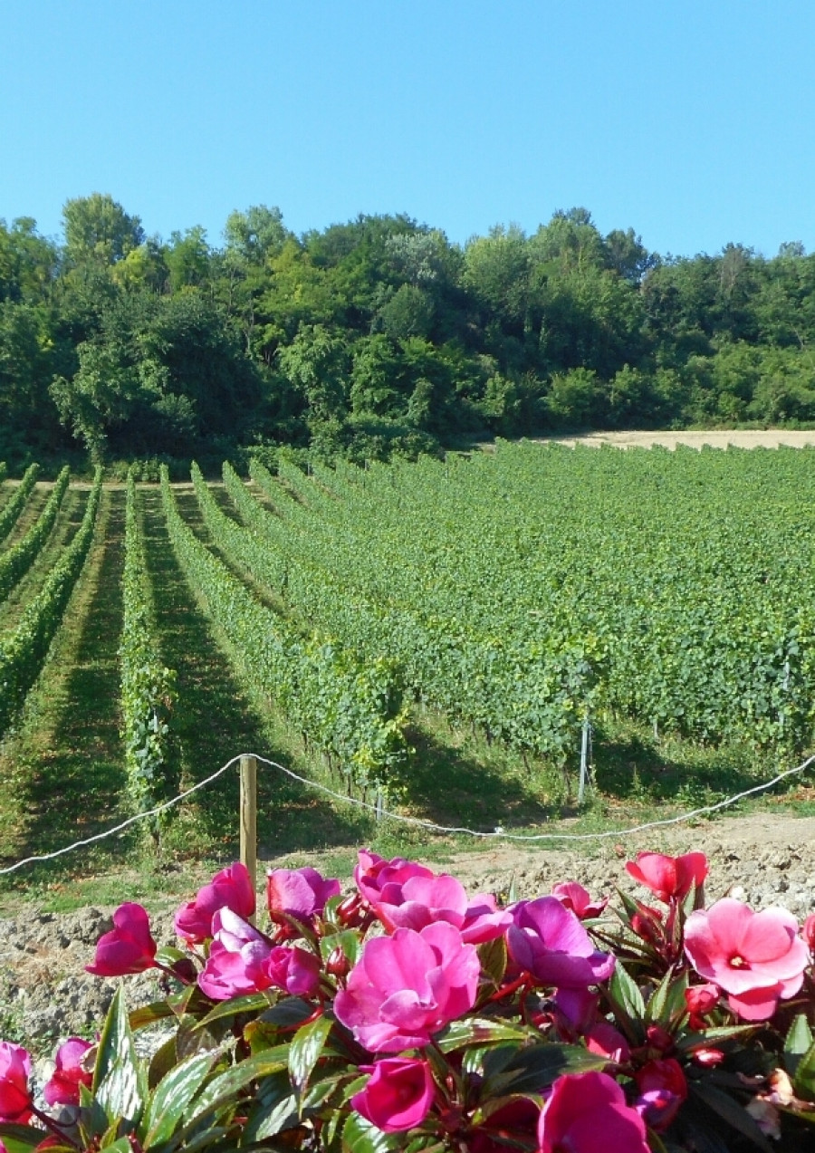 Societa Agricola Paolo Angelini à Piémont - Les viticulteurs - photo 3