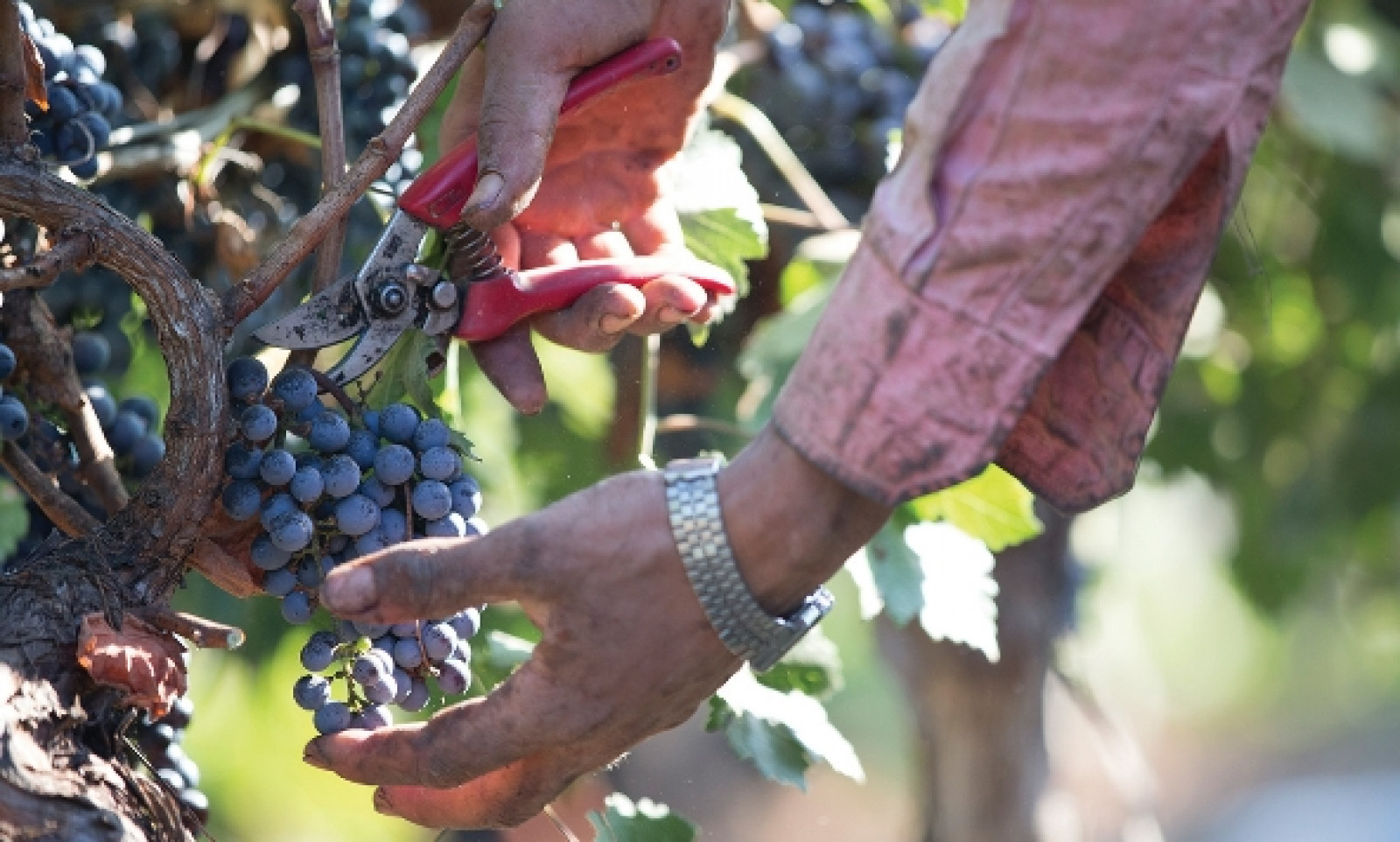 Colomba Bianca à Sicile - Les viticulteurs - Les viticulteurs - photo 3