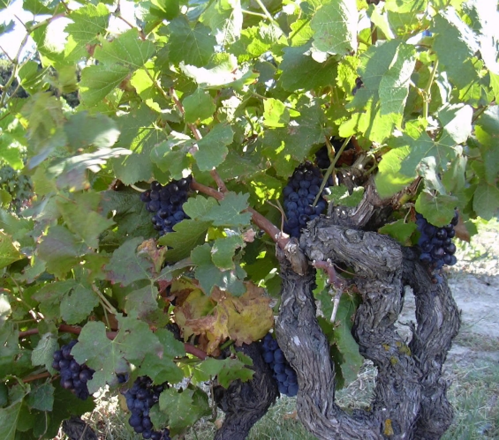 Domaine Maître Curnier à Rhône - Les viticulteurs - photo 3